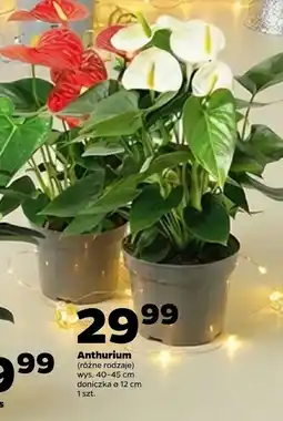 Netto Roślina doniczkowa oferta