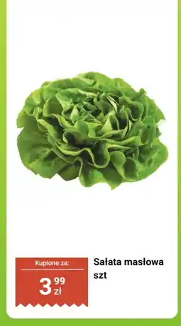 Dino Sałata masłowa oferta