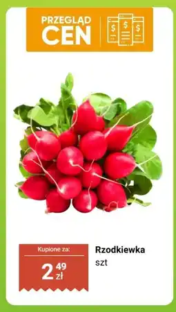 Dino Rzodkiewka oferta