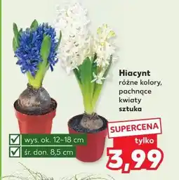 Kaufland Hiacynt (różne kolory, pachnące kwiaty) oferta