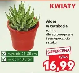 Kaufland Aloes w terakocie (roślina) oferta