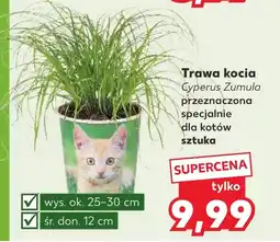 Kaufland Trawa kocia Ok oferta