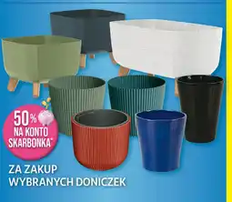 Auchan Doniczki oferta