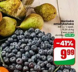 Dino Borówka amerykańska oferta