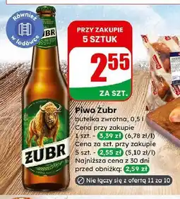 Dino Piwo Żubr 1768 oferta