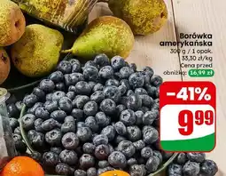 Dino Borówki amerykańskie oferta