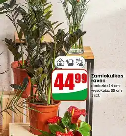 Dino Zamiokulkas raven oferta