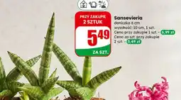 Dino Roślina doniczkowa oferta