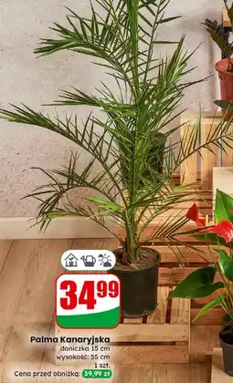 Dino Roślina doniczkowa Palma oferta