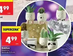 Biedronka KAKTUS oferta