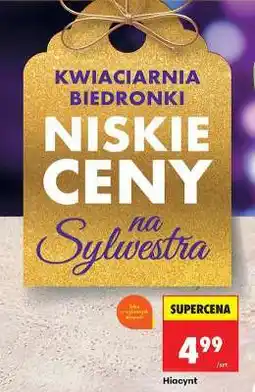 Biedronka Hiacynt oferta