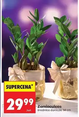 Biedronka Zamioculcas oferta