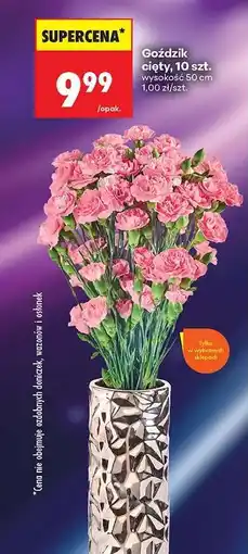 Biedronka Goździk cięty, 10 szt oferta