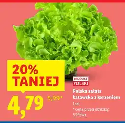 Lidl Sałata batawska z korzeniem oferta