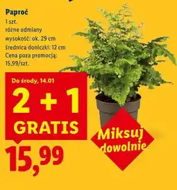 Lidl Paproć oferta