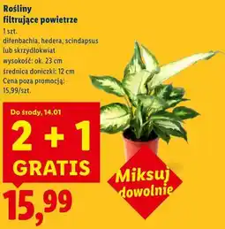 Lidl Rośliny filtrujące powietrze oferta