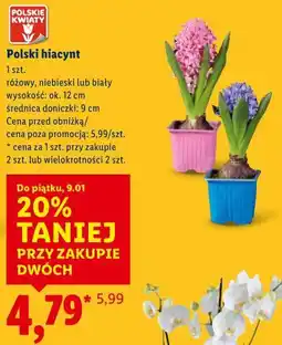 Lidl Polski hiacynt oferta