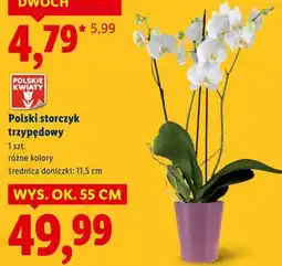 Lidl Polski storczyk trzypędowy oferta