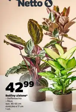 Netto Rośliny zielone (Dieffenbachia, Fikus) oferta