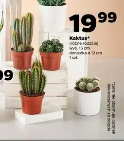 Netto Kaktus (różne rodzaje) oferta