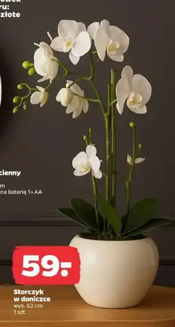 Netto Storczyk w doniczce oferta