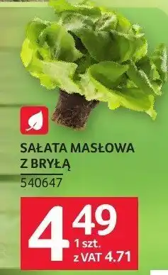 Selgros Sałata masłowa z brylą oferta