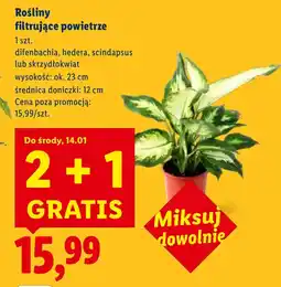 Lidl Roślina doniczkowa Ok oferta