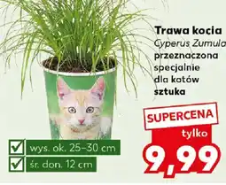 Kaufland Trawa kocia Cyperus Zumula oferta