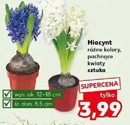 Kaufland Hiacynt oferta