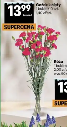 Delikatesy Centrum Goździk cięty oferta