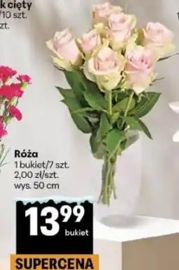 Delikatesy Centrum Róża oferta