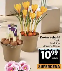Delikatesy Centrum Krokus cebulki oferta