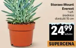 Delikatesy Centrum Starzec Mount Everest oferta