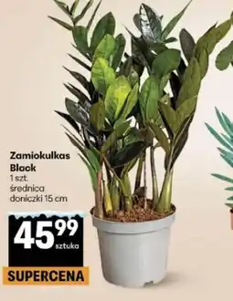 Delikatesy Centrum Zamiokulkas Black oferta