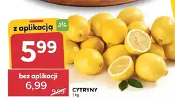 Stokrotka Cytryny oferta