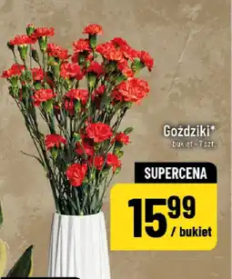 Polomarket Goździki oferta