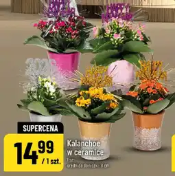 Polomarket Kalanchoe w ceramice oferta