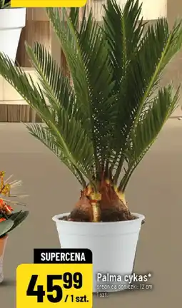 Polomarket Palma cykas oferta