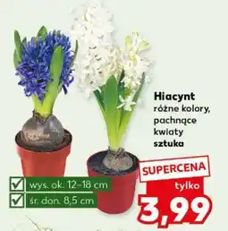 Kaufland Hiacynt oferta