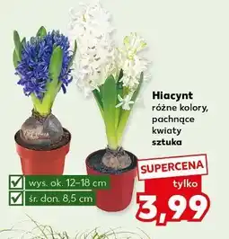 Kaufland Hiacynt różne kolory, pachnące kwiaty sztuka oferta