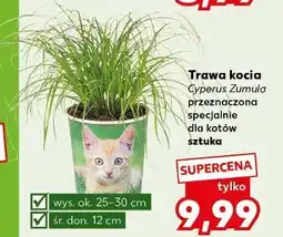 Kaufland Trawa kocia Cyperus Zumula sztuka oferta