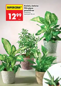 Biedronka Kwiaty zielone filtrujące powietrze oferta
