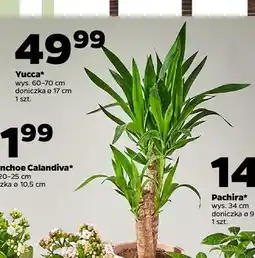 Netto Yucca don. 17 cm wys. 80 oferta
