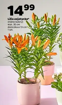 Netto Lilia azjatycka don 13 cm oferta