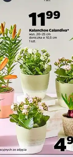 Netto Kalanchoe calandina oferta