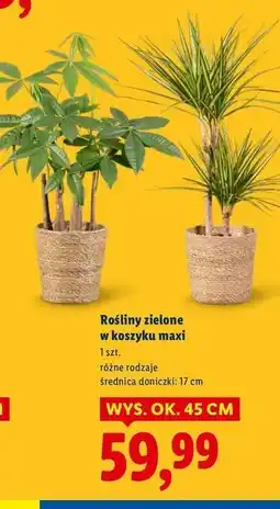 Lidl Roślina zielona w koszyku oferta