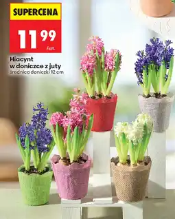 Biedronka Hiacynt oferta