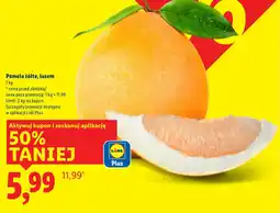 Lidl Ptasie Mleczko różne rodzaje oferta