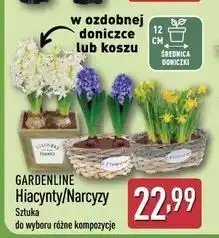 ALDI Narcyz doniczka 12 cm Gardenline oferta