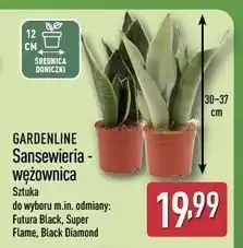 ALDI Sansewieria mix Gardenline oferta